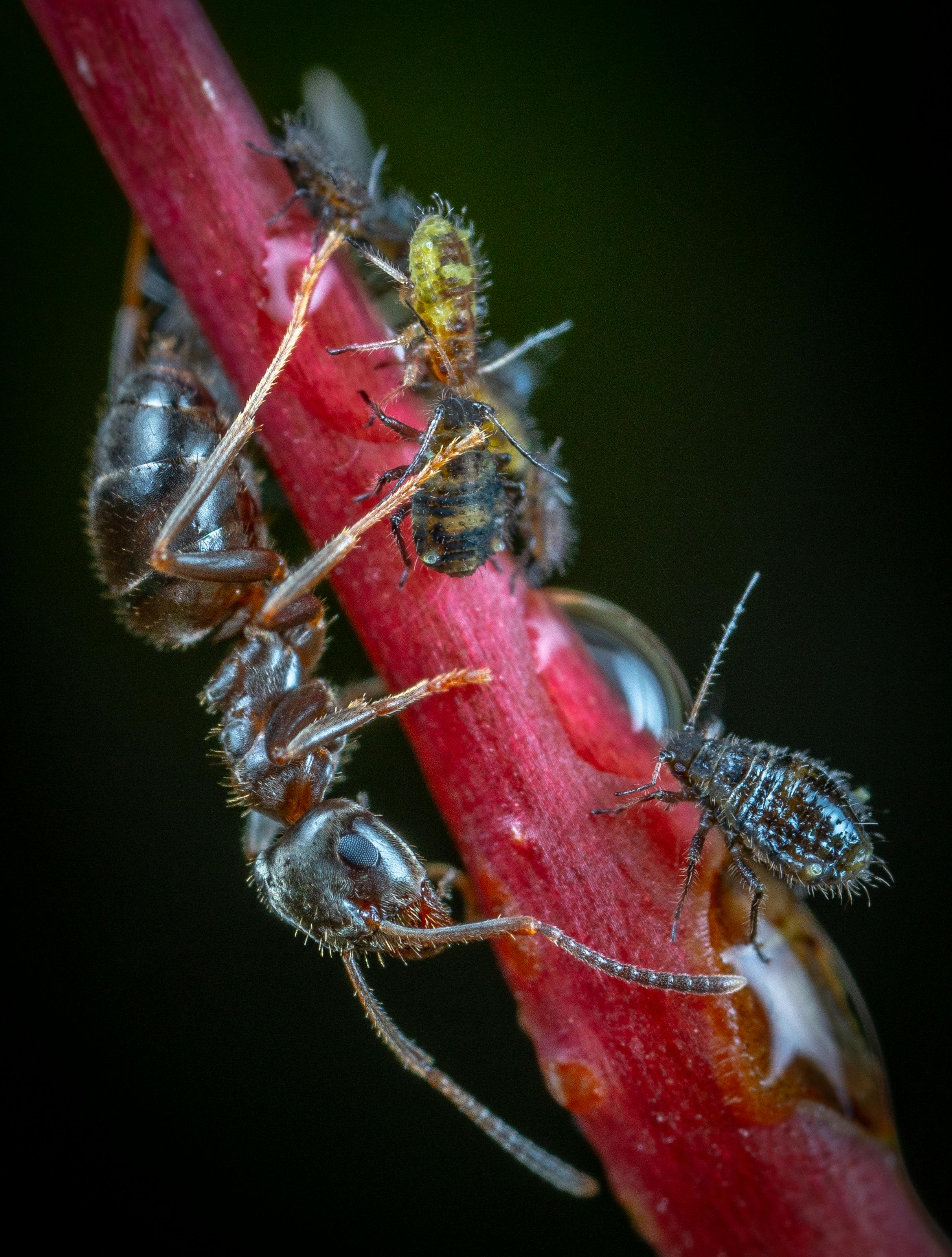 Effective Ways to Handle Bed Bugs in 2025: Smart Solutions to Succeed